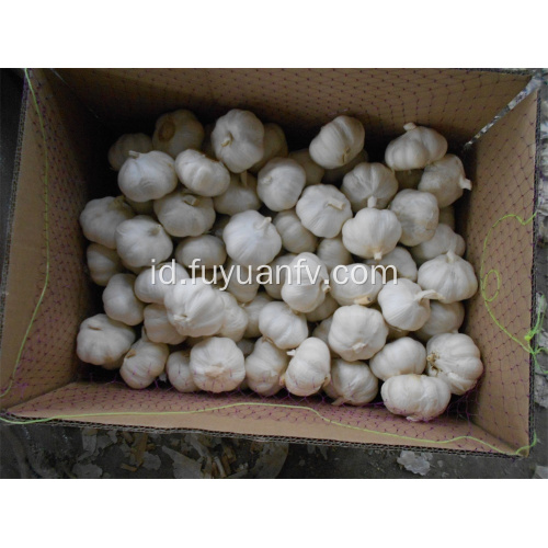 Bawang putih putih murni bermutu tinggi untuk dijual